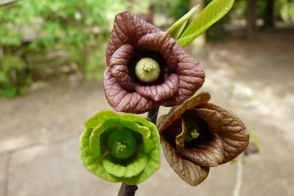 ポポーの花