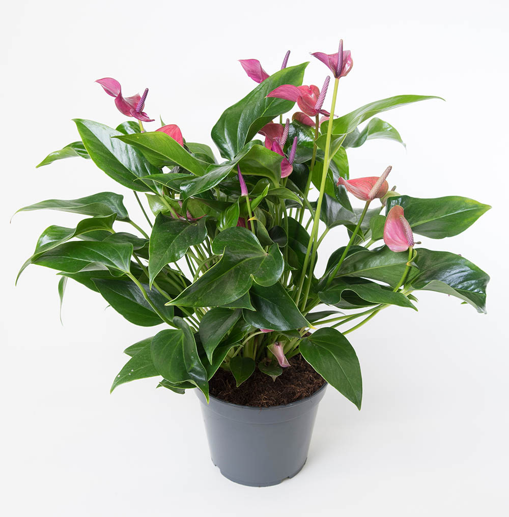 アンスリウム‘シラノ’ Anthurium 'Cirano'