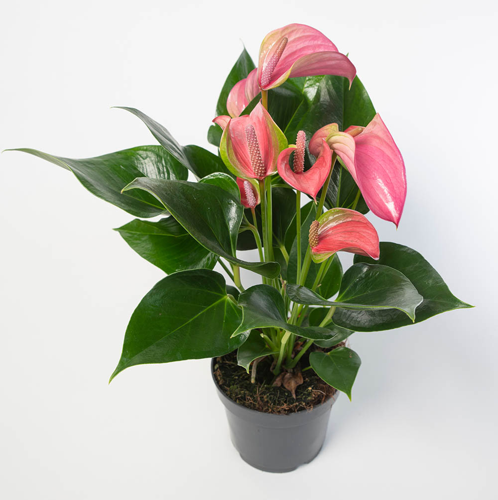 アンスリウム‘ジョリ’ Anthurium 'Joli'