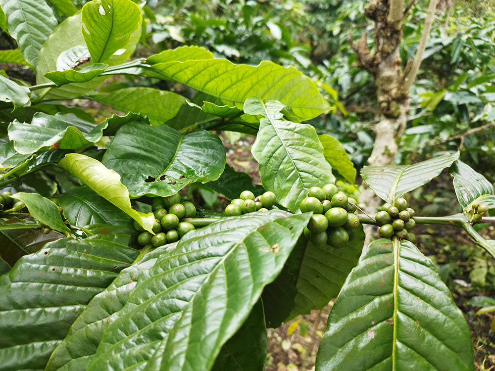 ロブスタコーヒーノキ(カネフォラ種) Coffea canephora