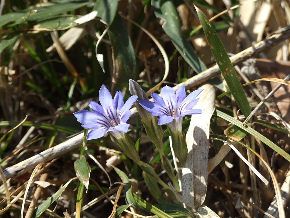 ハルリンドウ　Gentiana thunbergii (G.Don) Griseb.