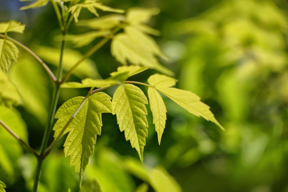 ネグンドカエデケリーズゴールド（Acer negundo 'Kelly's Gold'）ｖ