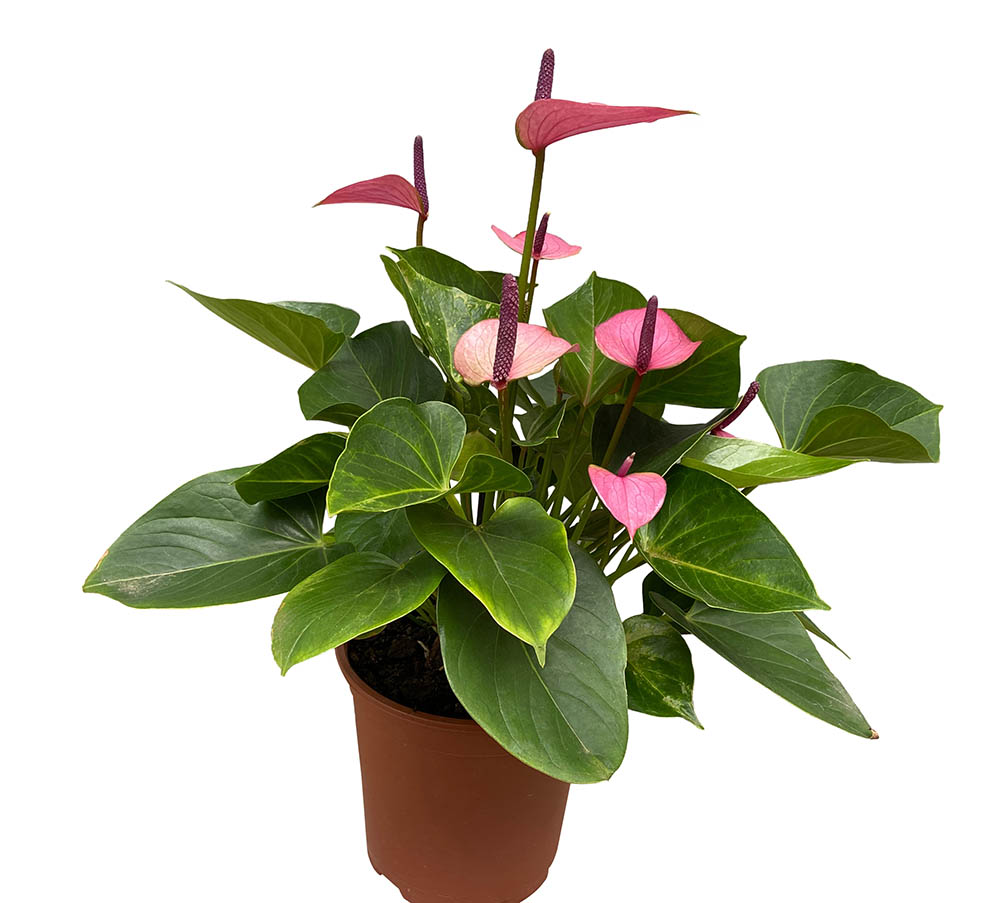 アンスリウム‘ベビーパープル’ Anthurium 'Baby Purple'