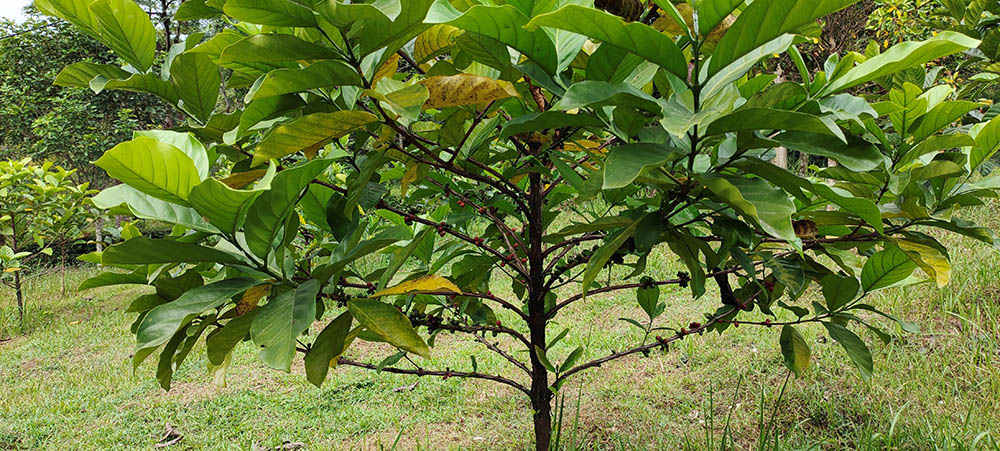 リベリカコーヒーノキ Coffea liberica