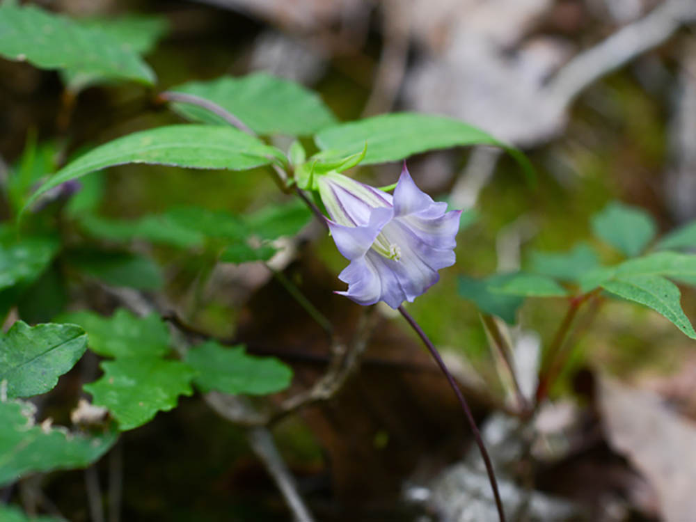 ツルリンドウ　Tripterospermum japonicum