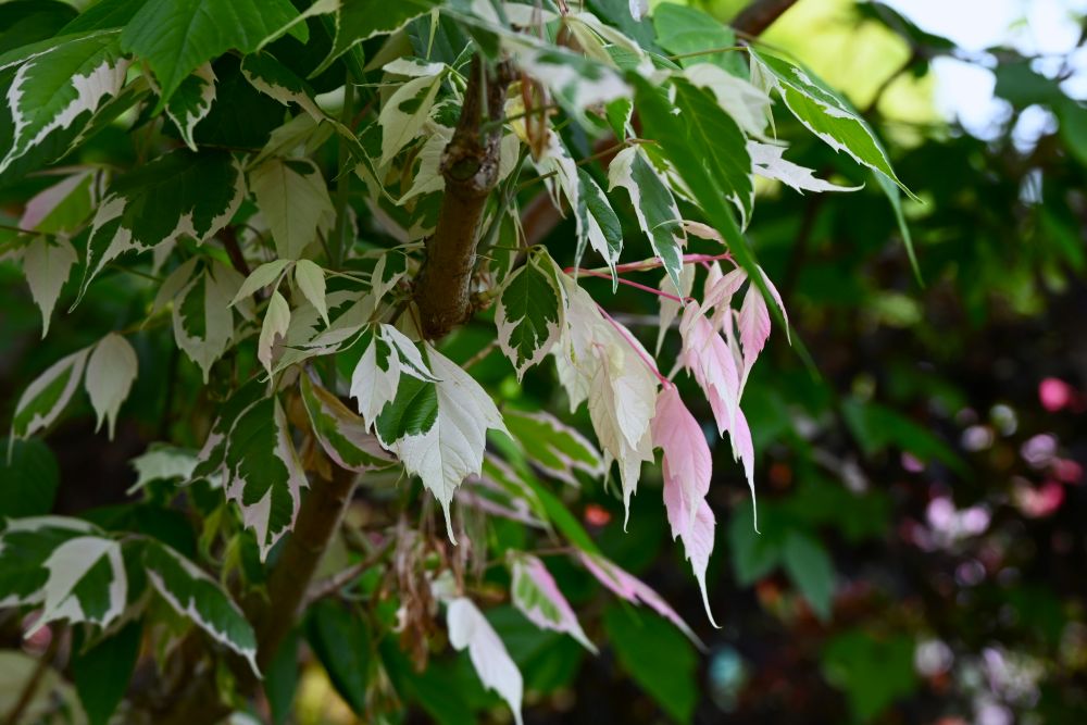 ネグンドカエデフラミンゴ（Acer negundo 'Flamingo'）