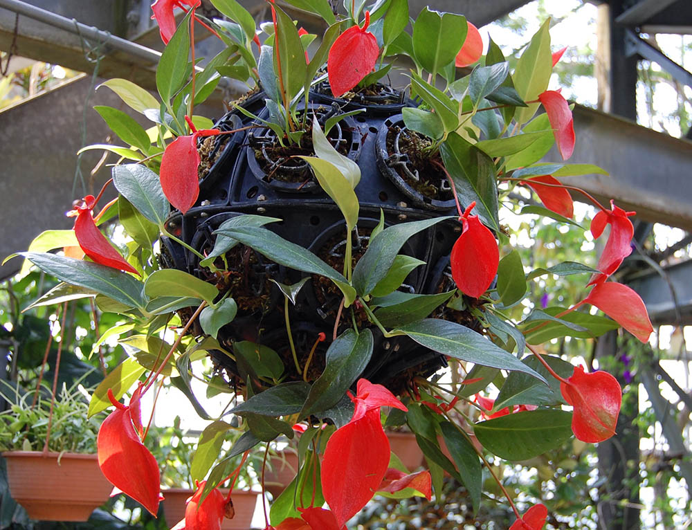 アンスリウム・シェルツェリアヌム Anthurium scherzerianum