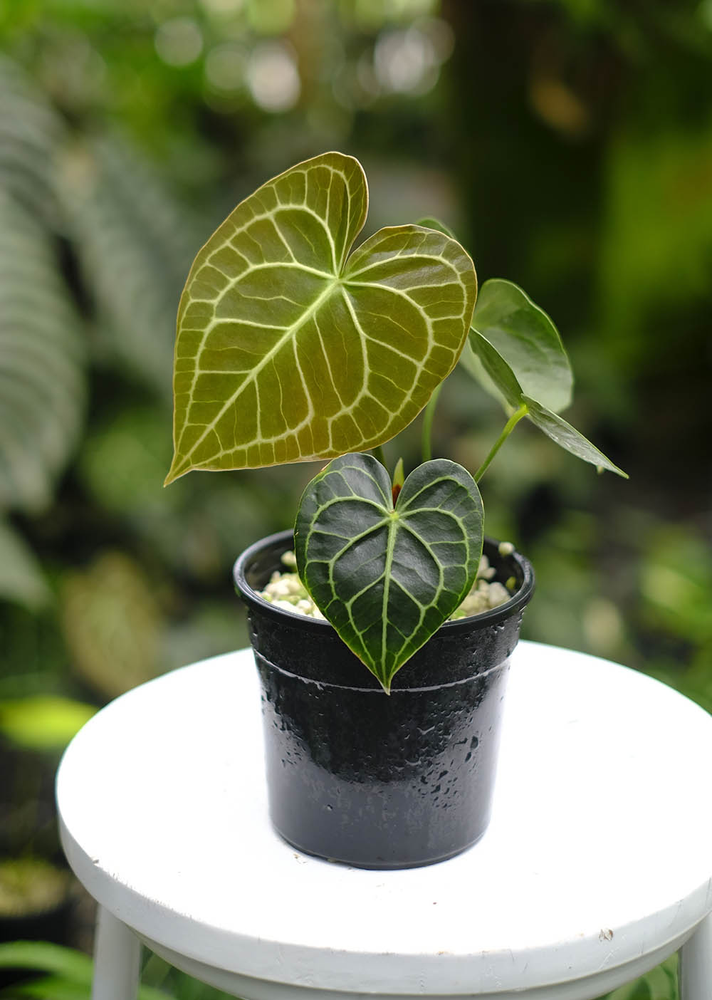 アンスリウム・クラリネルビウム Anthurium clarinervium