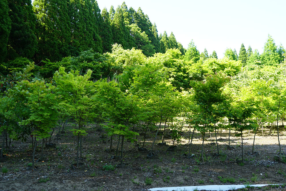 南阿蘇緑化の圃場の一部。地中に根の囲いを入れて、サイズを調整している。