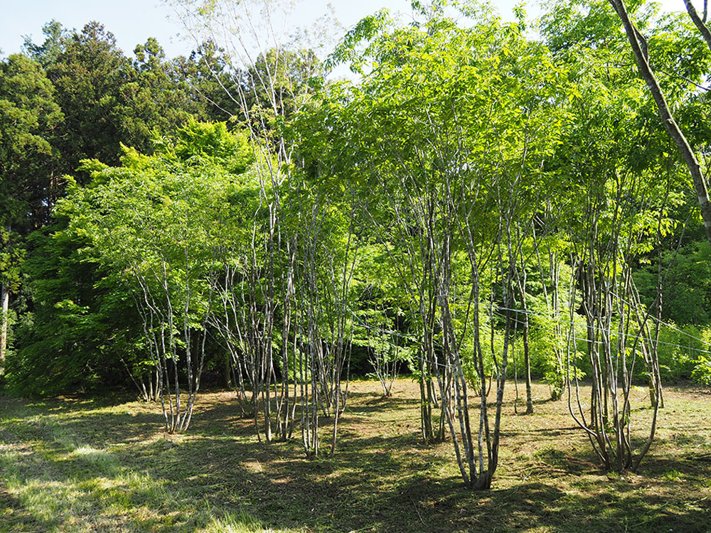 アオダモの仮植のもの。