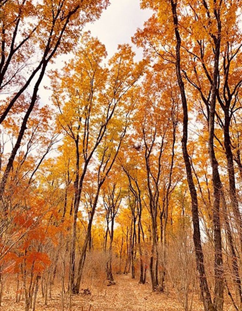 モミジの紅葉時には美しい風景が見られる。