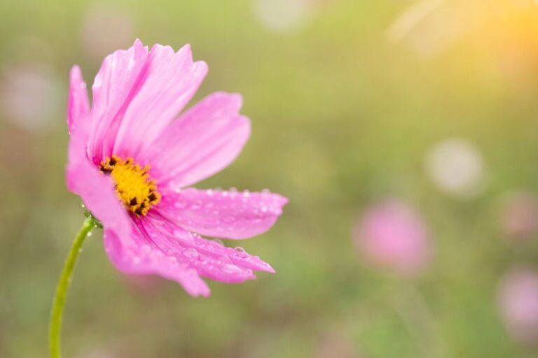 降り続く長雨から庭を守る! 植物の根腐れや病気を防ぐ10の対策