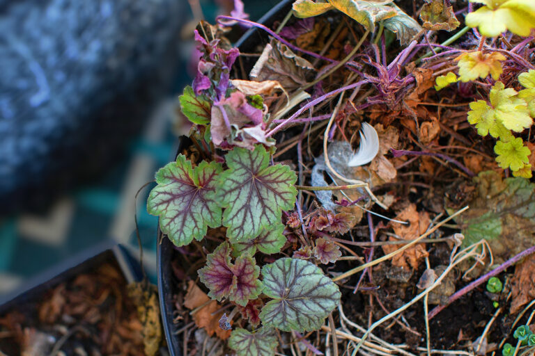 【プロが伝授】枯れた!? 諦めるのはまだ早い! 酷暑で傷んだ植物の見極めと緊急処置【前篇】