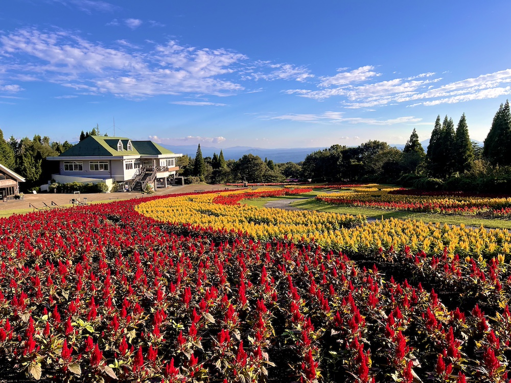 くじゅう花公園「空とつながる天空の花畑 オータムフラワーフェスタ」