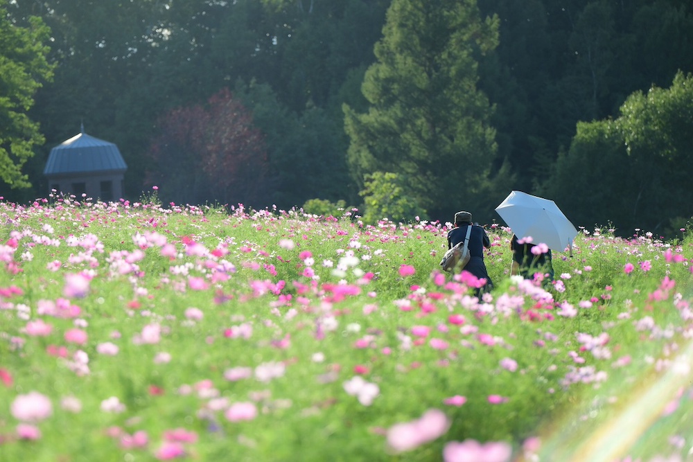 国営滝野すずらん丘陵公園「コスモスフェスタ2026」