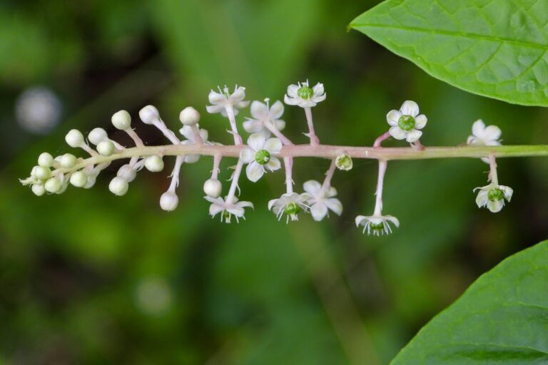 ビビッドな実が特徴の有毒植物！ 身近なこの野草の名前は？【Let’s Try! 植物クイズ】