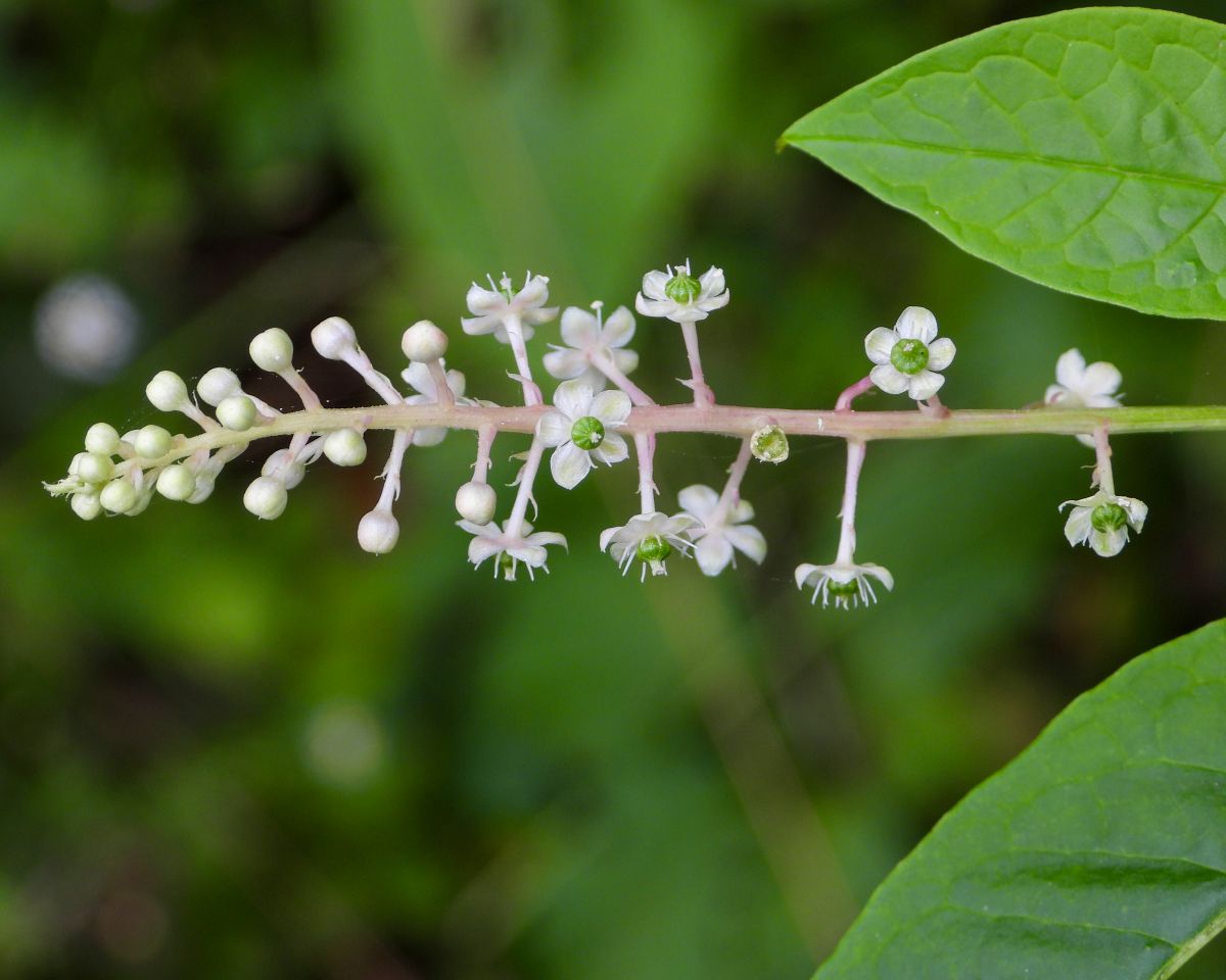 ビビッドな実が特徴の有毒植物！ 身近なこの野草の名前は？【Let’s Try! 植物クイズ】