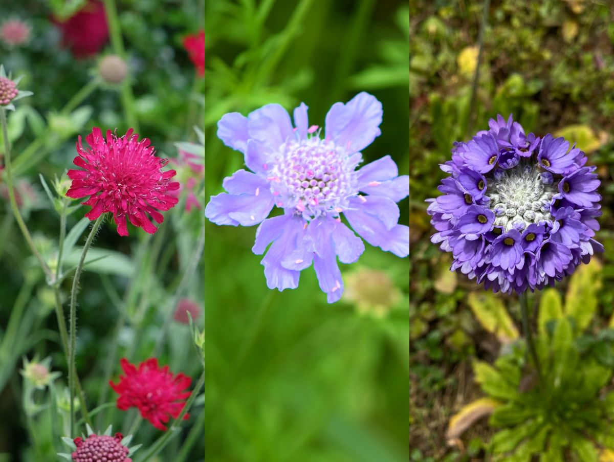 季節の花の3択クイズ 減少傾向にある日本の固有種 マツムシソウ（松虫草）は次のうちどれ？