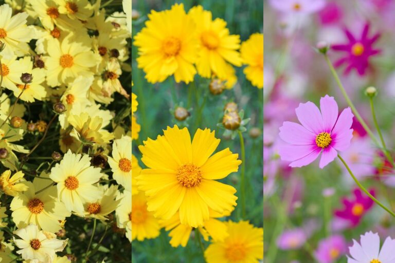 季節の花の3択クイズ 秋を彩る風物詩! コスモス(秋桜)は次のうちどれ?
