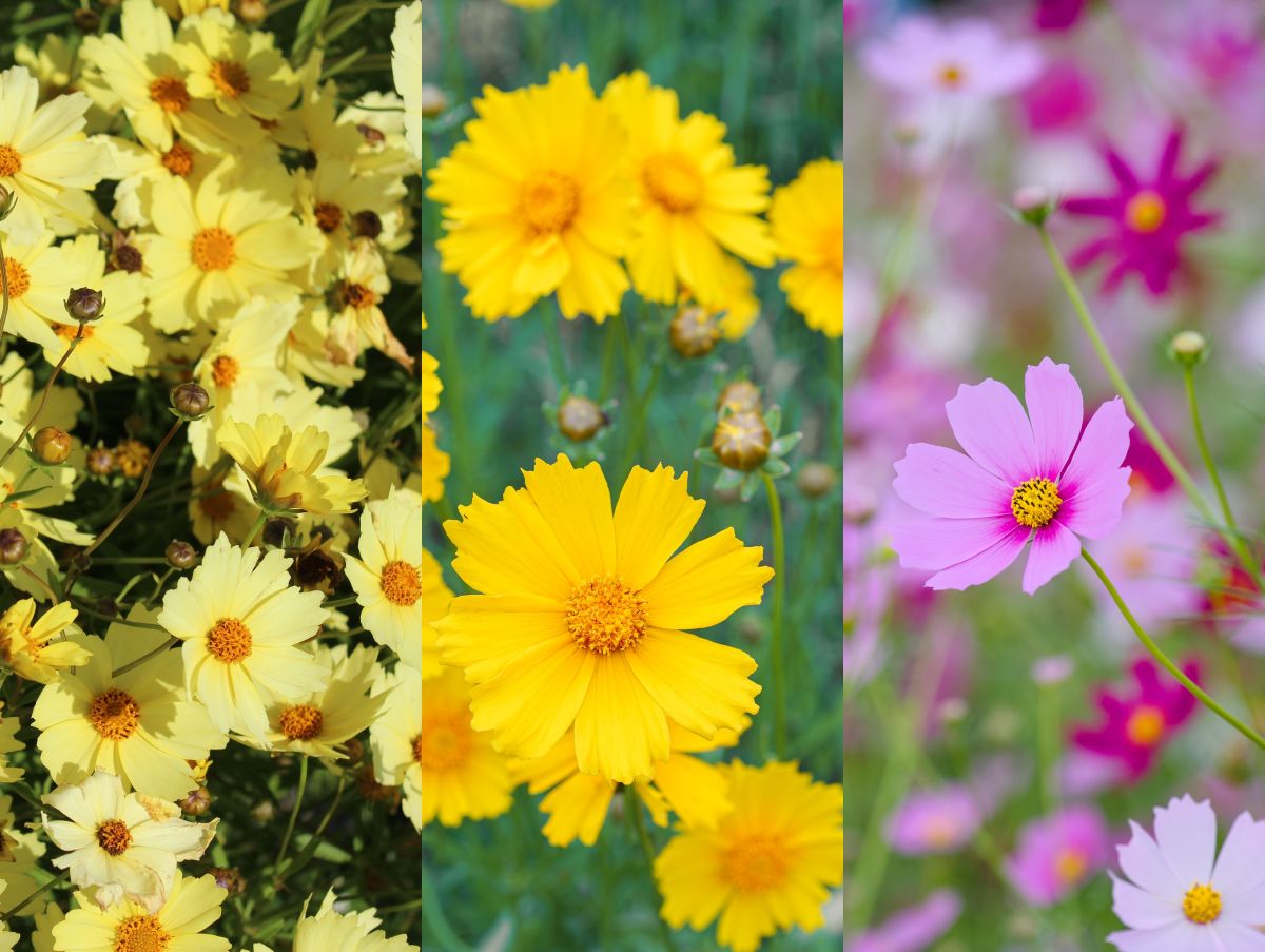 季節の花の3択クイズ 秋を彩る風物詩！ コスモス（秋桜）は次のうちどれ？