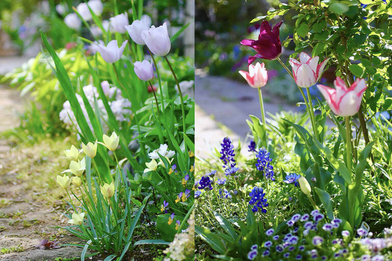 「球根と花苗」どっちを先に植えるのが正解？ 地植え＆鉢植えの植え方ガイド