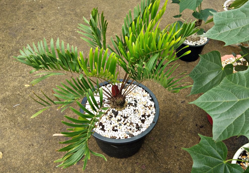 ザミア
