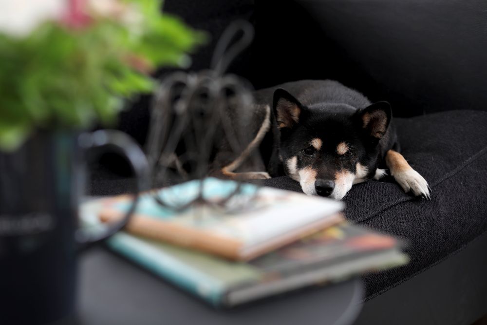 黒犬