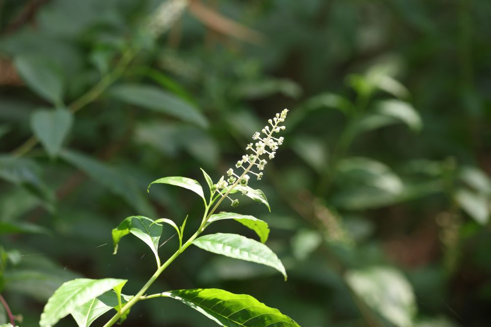 野草の花