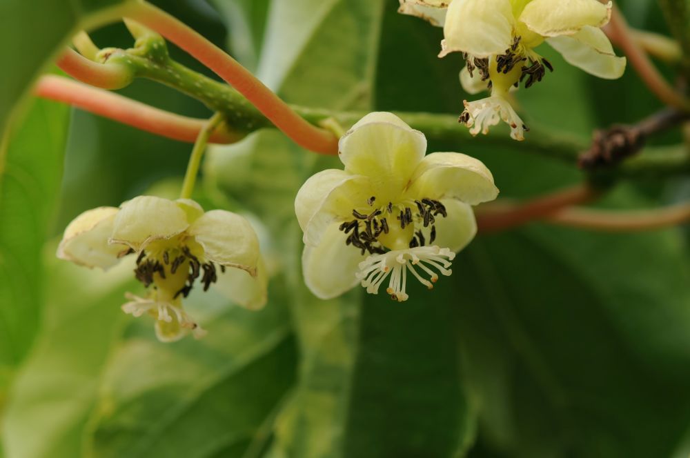 サルナシの花