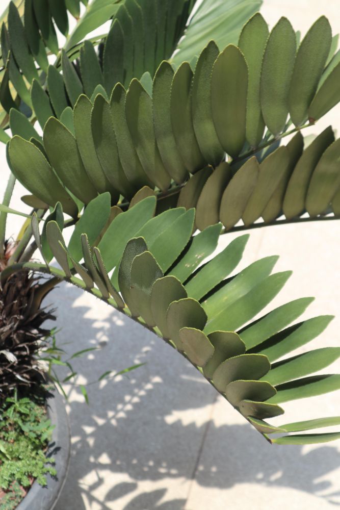 ザミア