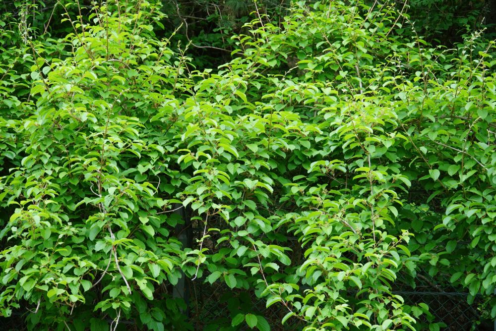 サルナシ