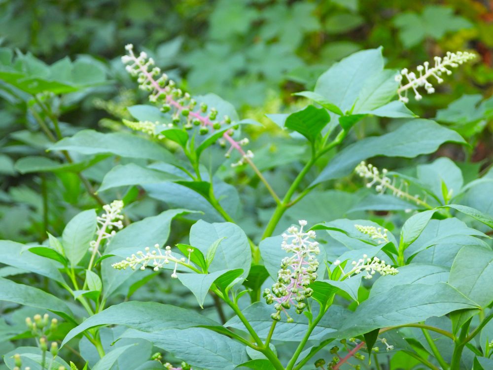 野草