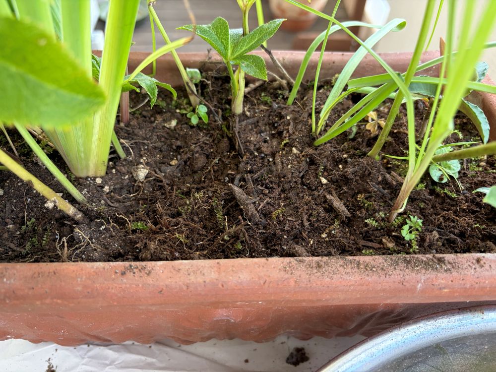 植え替え