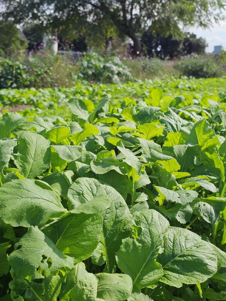 葉物野菜