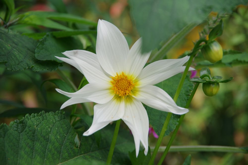 白花のダリア